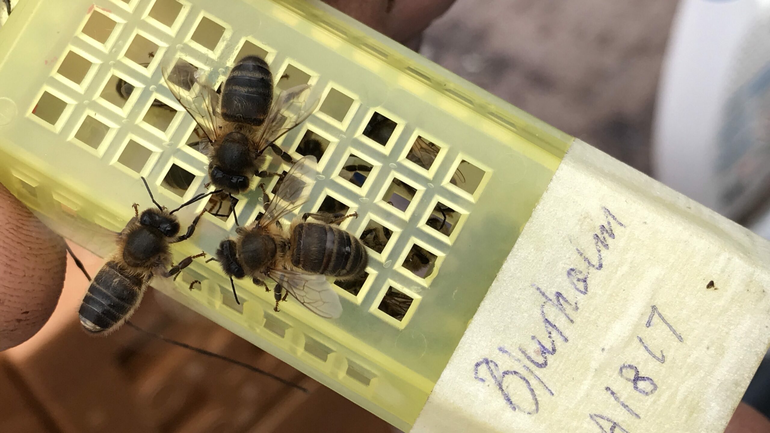 Zusetzkäfig mit dunklen Begleitbienen – Bundesverband Dunkle Biene ...